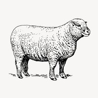 Sheep, vintage farm animal illustration vector. Free public domain CC0 graphic