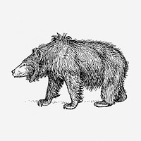 Sloth bear, animal illustration. Free public domain CC0 graphic
