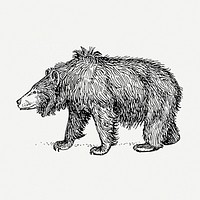 BW sloth bear, vintage wild animal clipart psd. Free public domain CC0 graphic