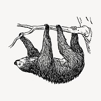 Vintage sloth, animal illustration vector. Free public domain CC0 graphic