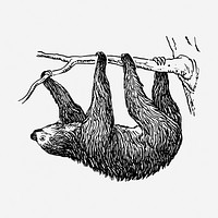 Sloth, animal illustration. Free public domain CC0 graphic