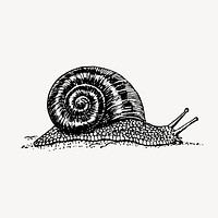 Vintage snail, animal illustration vector. Free public domain CC0 graphic