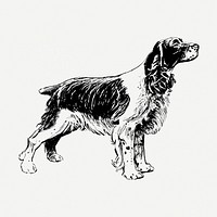 Spaniel dog, animal illustration psd. Free public domain CC0 graphic