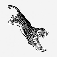 Jumping tiger, vintage animal illustration. Free public domain CC0 graphic