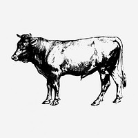 Bull, animal illustration. Free public domain CC0 graphic