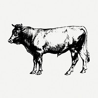 Bull, vintage farm animal clipart psd. Free public domain CC0 graphic