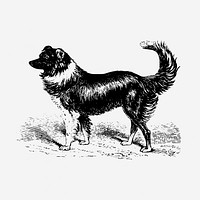 Vintage sheep dog, animal illustration. Free public domain CC0 graphic