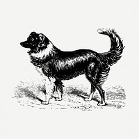 Sheep dog, vintage animal illustration psd. Free public domain CC0 graphic