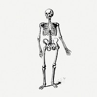 Vintage human skeleton, anatomy illustration psd. Free public domain CC0 graphic