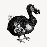 Vintage dodo bird, animal clipart vector. Free public domain CC0 graphic