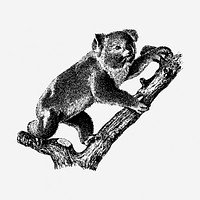 Koala, animal illustration, black and white. Free public domain CC0 graphic