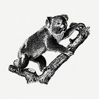 Vintage koala, animal illustration psd. Free public domain CC0 graphic