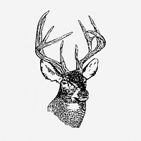 Whitetail deer head, vintage animal illustration. Free public domain CC0 graphic