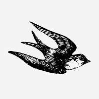 Vintage swallow bird, animal illustration. Free public domain CC0 graphic