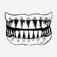 Human teeth, healthy dental illustration psd. Free public domain CC0 graphic