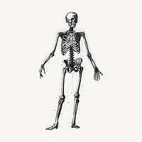 Skeleton clipart, human anatomy illustration vector. Free public domain CC0 graphic