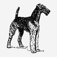 Airedale Terrier dog hand drawn illustration. Free public domain CC0 image.