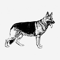 German Shepherd dog hand drawn illustration. Free public domain CC0 image.