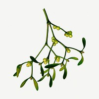 Mistletoe branch collage element, vintage illustration psd. Free public domain CC0 image.