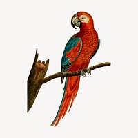 Parrot bird clipart, vintage illustration vector. Free public domain CC0 image.