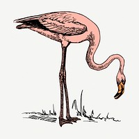 Pink flamingo collage element, vintage illustration psd. Free public domain CC0 image.