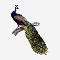 Beautiful peacock hand drawn illustration. Free public domain CC0 image.