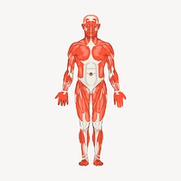 Human body anatomy clipart, vintage illustration vector. Free public domain CC0 image.