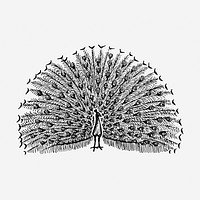 Peacock bird hand drawn illustration. Free public domain CC0 image.