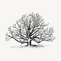 Walnut tree clipart, vintage illustration vector. Free public domain CC0 image.