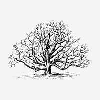 Walnut tree hand drawn illustration. Free public domain CC0 image.