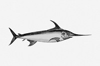 Swordfish animal hand drawn illustration. Free public domain CC0 image.