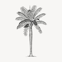 Coconut palm tree clipart, vintage illustration vector. Free public domain CC0 image.