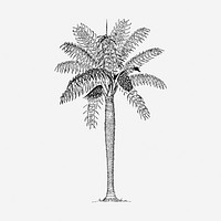 Coconut palm tree hand drawn illustration. Free public domain CC0 image.