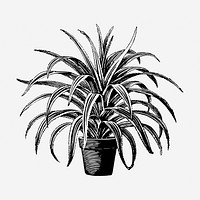 Pandanus plant hand drawn illustration. Free public domain CC0 image.