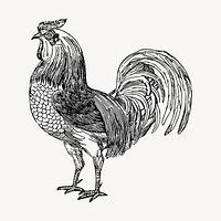 Rooster, farm animal clipart, vintage illustration vector. Free public domain CC0 image.