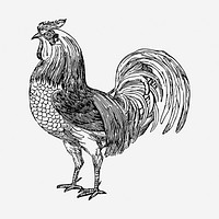 Rooster, farm animal hand drawn illustration. Free public domain CC0 image.