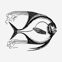 Saltwater fish hand drawn illustration. Free public domain CC0 image.