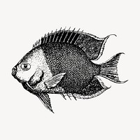 Saltwater fish clipart, vintage illustration vector. Free public domain CC0 image.