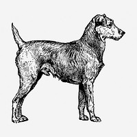 Irish Terrier dog hand drawn illustration. Free public domain CC0 image.