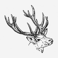 Reindeer stag hand drawn illustration. Free public domain CC0 image.