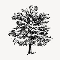 Oak tree clipart, vintage illustration vector. Free public domain CC0 image.