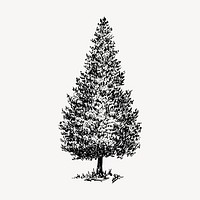 Cedar tree clipart, vintage illustration vector. Free public domain CC0 image.