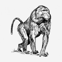 Baboon, wild animal hand drawn illustration. Free public domain CC0 image.