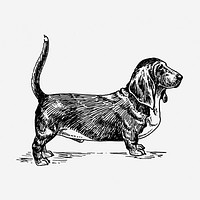 Basset hound dog hand drawn illustration. Free public domain CC0 image.