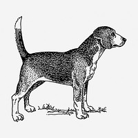 Beagle dog hand drawn illustration. Free public domain CC0 image.