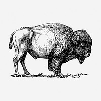 Bison, wild animal hand drawn illustration. Free public domain CC0 image.