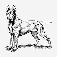 Bull Terrier dog hand drawn illustration. Free public domain CC0 image.