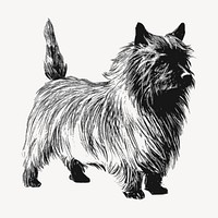 Cairn Terrier dog drawing clipart, vintage illustration vector. Free public domain CC0 image.