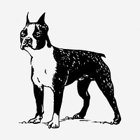 Boston Terrier dog hand drawn illustration. Free public domain CC0 image.