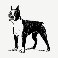 Boston Terrier dog drawing, vintage illustration psd. Free public domain CC0 image.